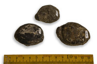 F 01521
<br/>
<br/>
<em></em>